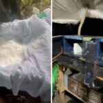 De strijd tegen drugskartels aan de Colombia- Venezuela grens: een achtergebleven grote drugsvangst