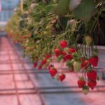 Een nieuw tijdperk voor aardbeien: Hoe West Sussex een jaar rond verse bessen produceert