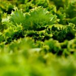 Hoe de Britse E. coli-uitbraak met Apollo-sla lettuce in voorgerechten werd vastgesteld