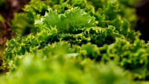 Hoe de Britse E. coli-uitbraak met Apollo-sla lettuce in voorgerechten werd vastgesteld