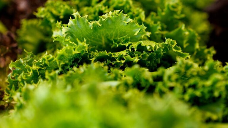 Hoe de Britse E. coli-uitbraak met Apollo-sla lettuce in voorgerechten werd vastgesteld