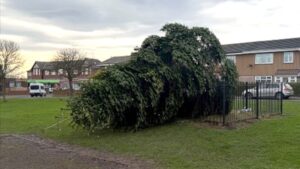 Onverwacht einde van de kerstboom: vandalisme in Shotton Colliery