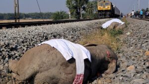 Snellopende trein in India raakt en doodt zeven olifanten