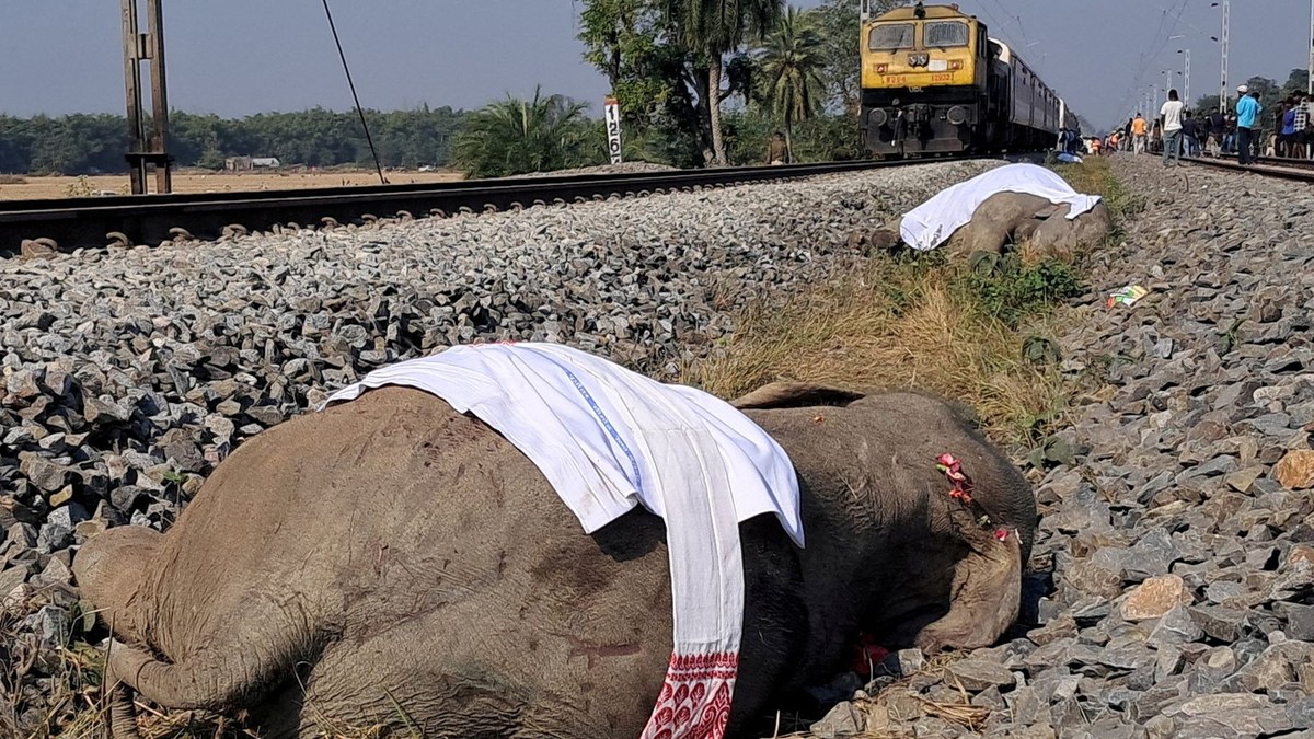 Snellopende trein in India raakt en doodt zeven olifanten