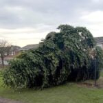 Twee mannen gearresteerd na het omhakken van de kerstboom enkele uren na het aansteken van de lichten