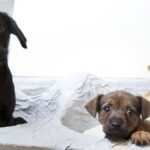 Verboden puppyfokkerijen en jacht op trail, maar kritiek uit alle windrichtingen