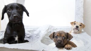 Verboden puppyfokkerijen en jacht op trail, maar kritiek uit alle windrichtingen