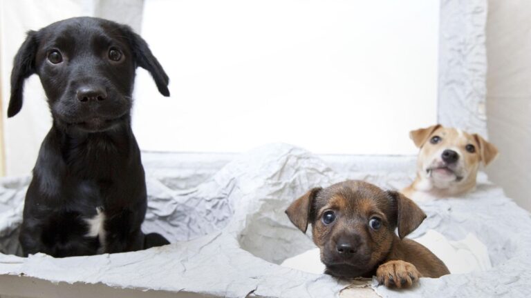 Verboden puppyfokkerijen en jacht op trail, maar kritiek uit alle windrichtingen