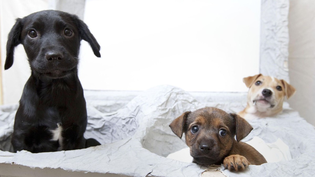 Verboden puppyfokkerijen en jacht op trail, maar kritiek uit alle windrichtingen